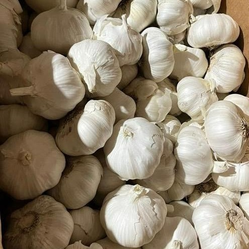 GARLIC