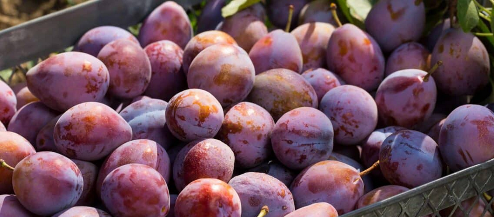 ORGANIC PRUNES