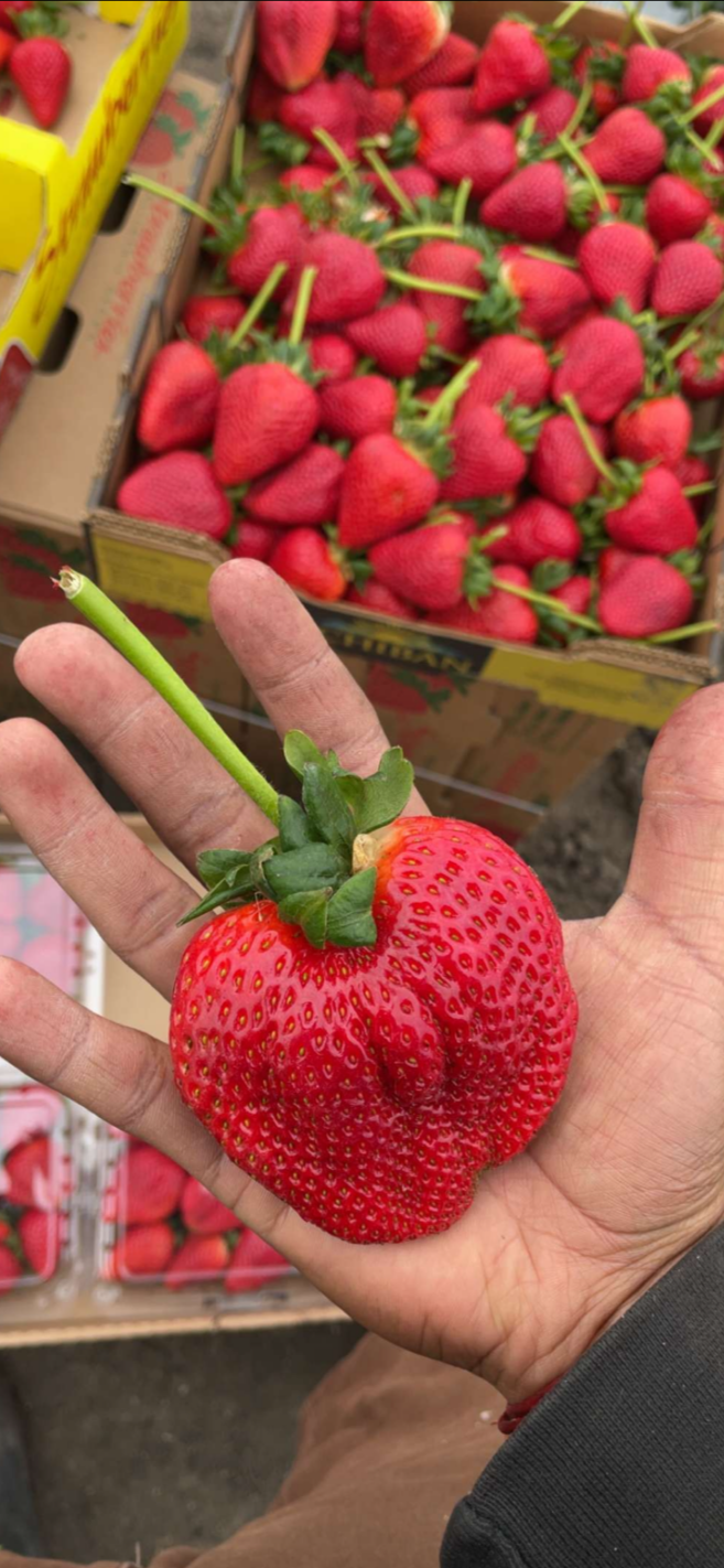 GIANT STRAWBERRY