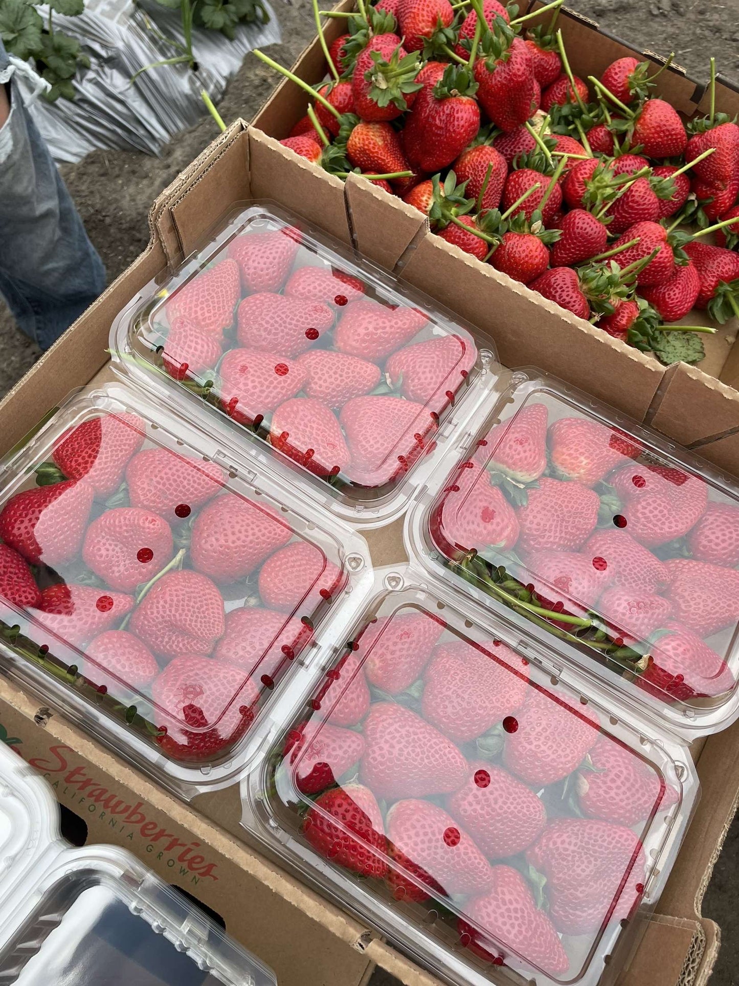 GIANT STRAWBERRY