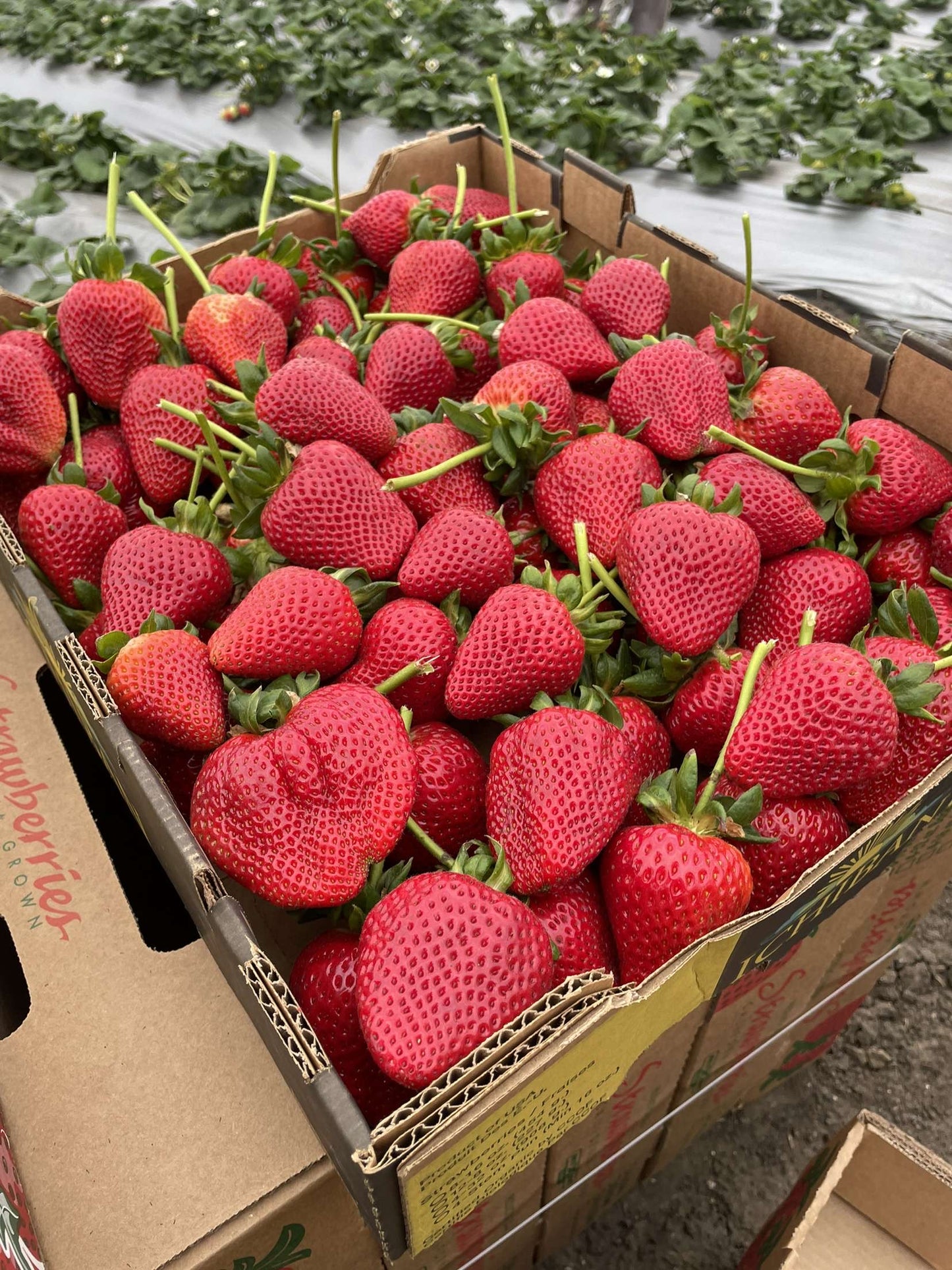 GIANT STRAWBERRY