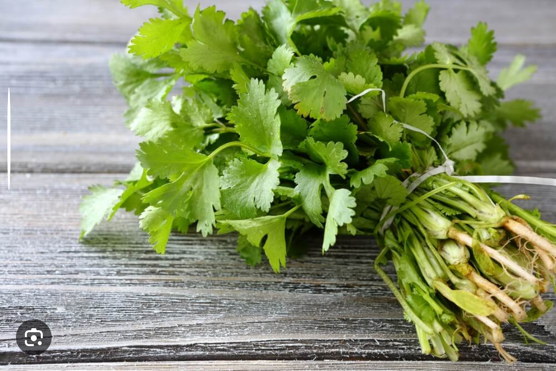 fresh cilantro vip
