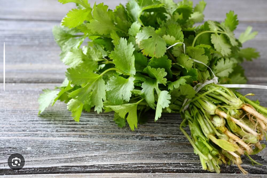 fresh cilantro vip