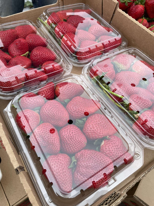 GIANT STRAWBERRY