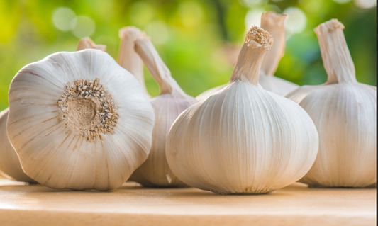 GARLIC