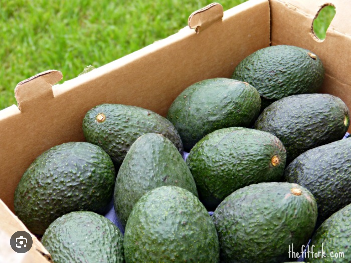 AVOCADO