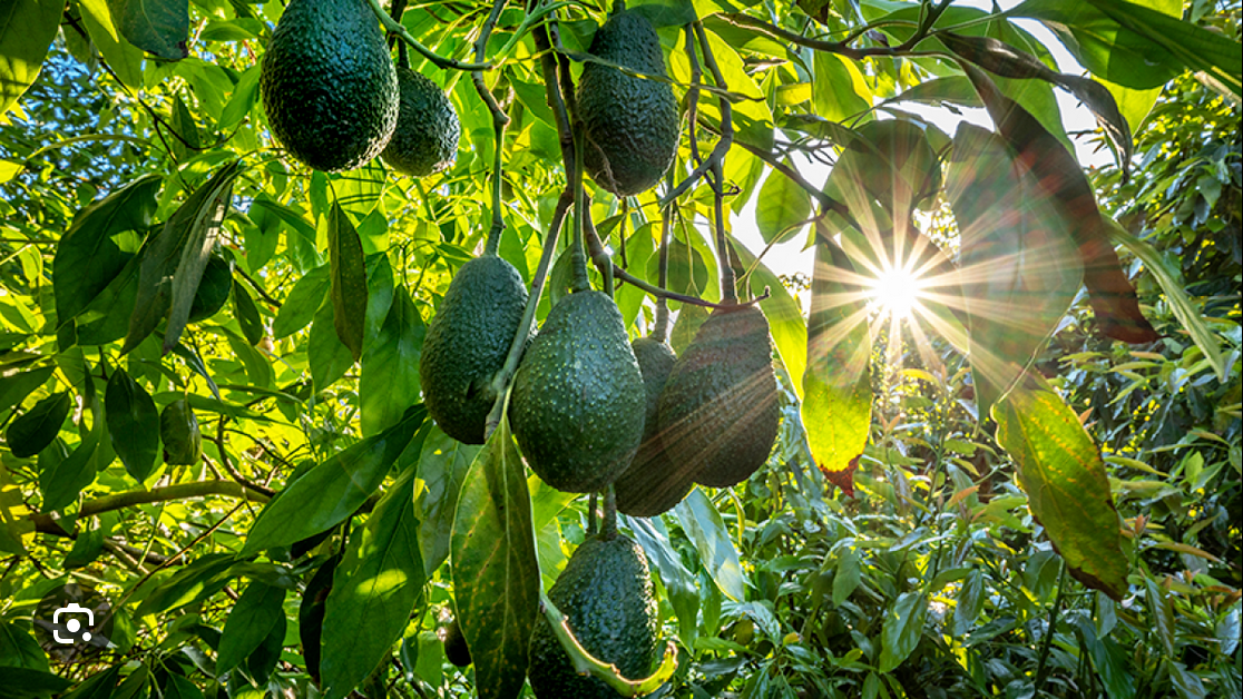 AVOCADO