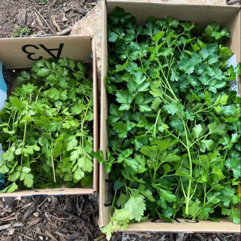 cilantro