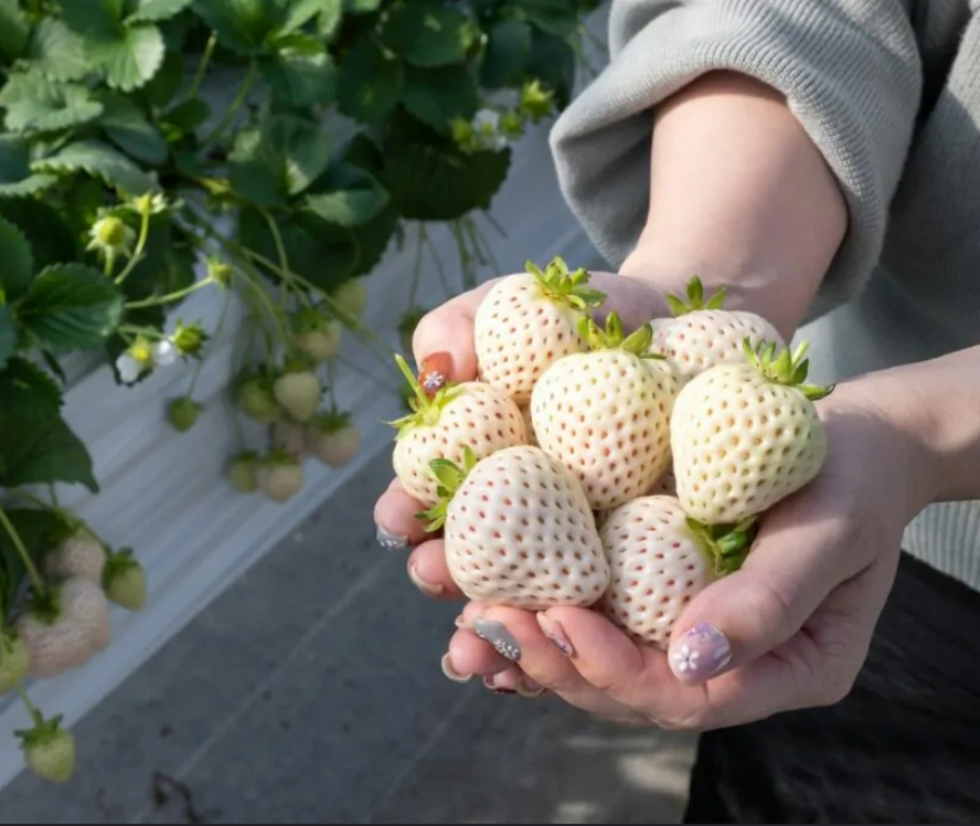 PINESTRAWBERRY