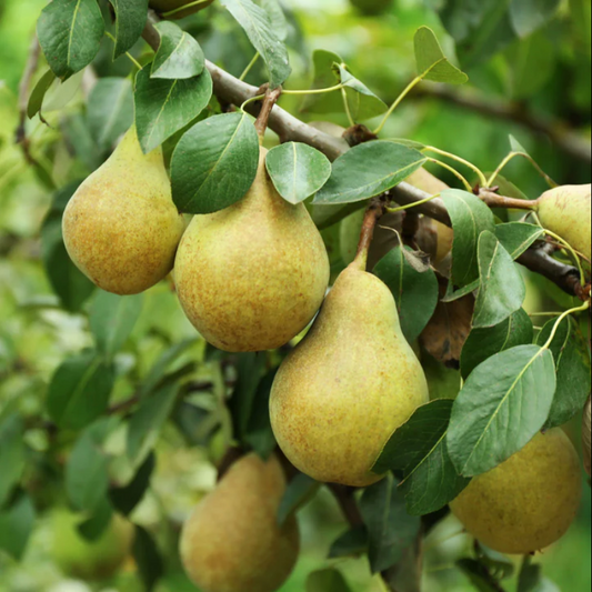 ORGANIC Bartlett Pears