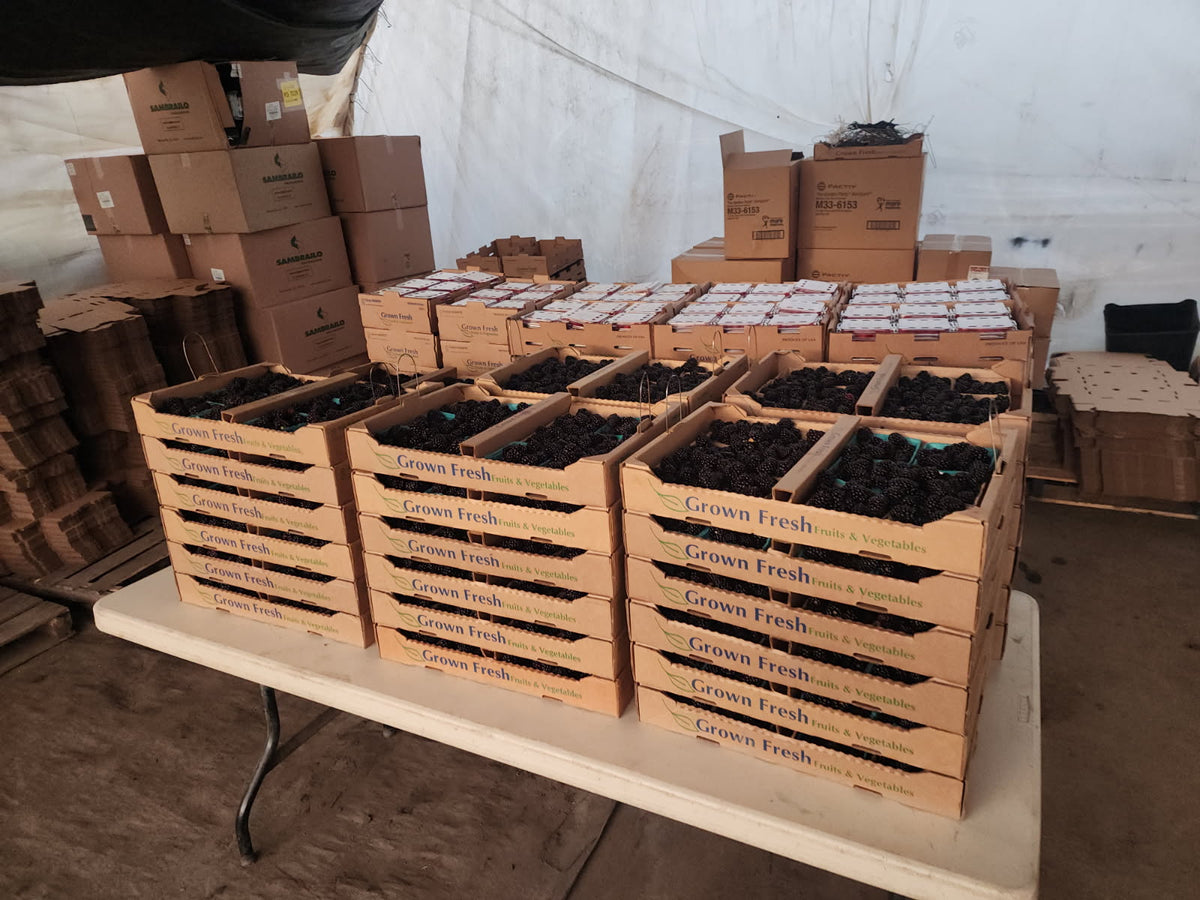 BLACKBERRY Whole Sale